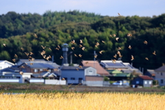 雀達