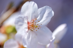 桜 - 2016_②