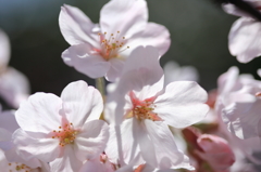 桜 - 2016_③
