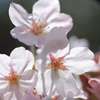 桜 - 2016_③
