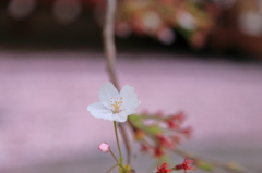 今年もありがとう、また来年
