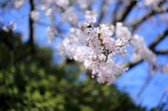 桜 - 公園にて①