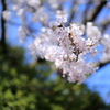 桜 - 公園にて①