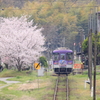 桜の待つ駅
