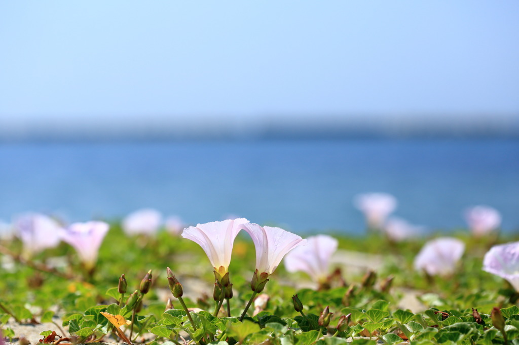 去年の海