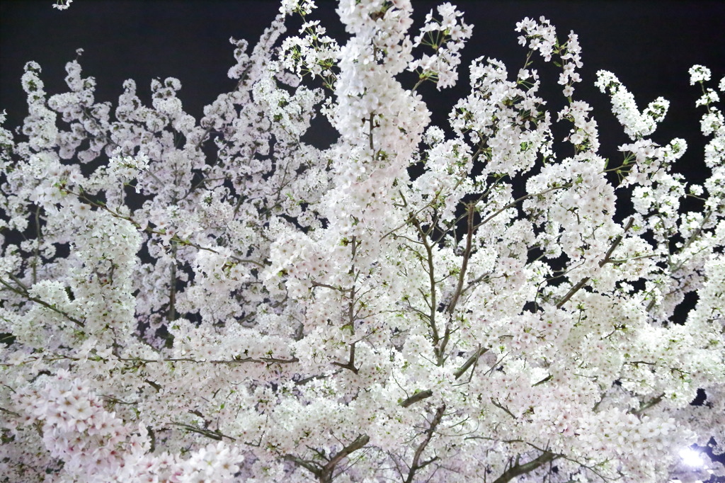 花の道②
