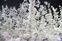 花の道②