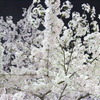 花の道②