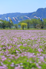 5月の青空に