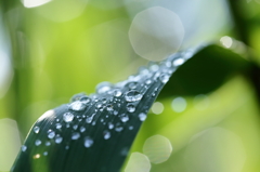 雨上がり　その２