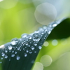 雨上がり　その２