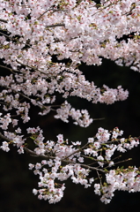 さくらの反物