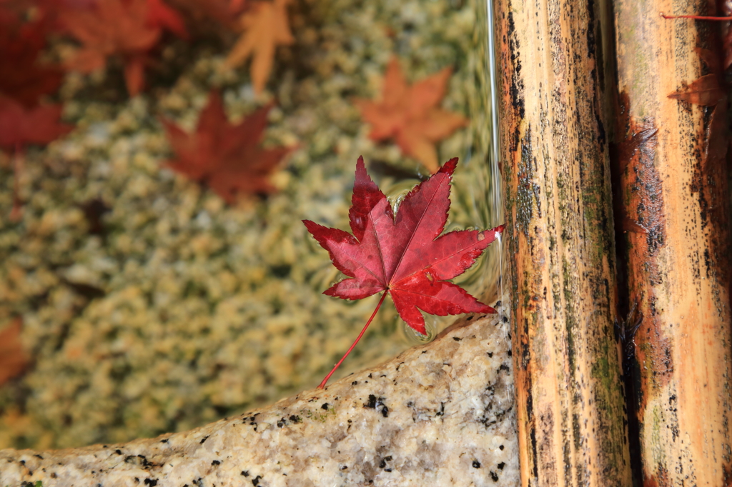 今年の紅葉初め3