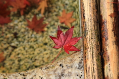 今年の紅葉初め3