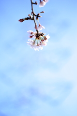 桜 - 2016_①