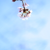 桜 - 2016_①