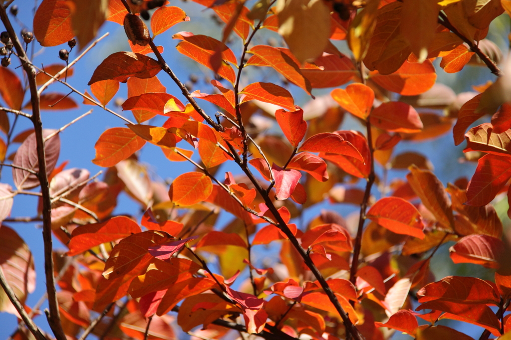 晩秋・最後の彩り１