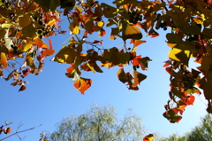 晩秋・最後の彩り３