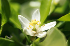 初夏、甘夏の花