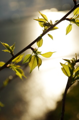 反射光に浮かぶ春の訪れ