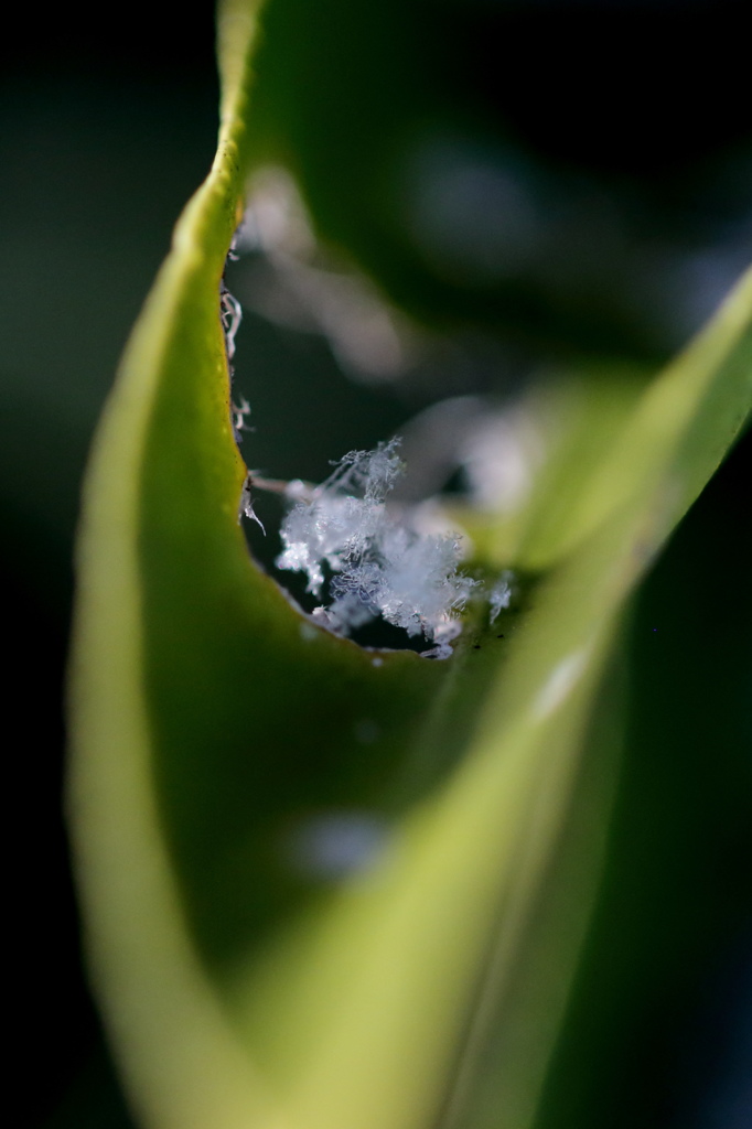 わずかに残る、雪の残り香