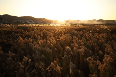 晩秋～夕日に映えて