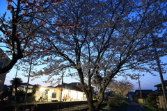 桜の駅も日が落ちて