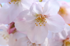 桜 - 2016_④