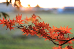 師走の紅葉