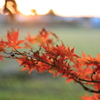 師走の紅葉
