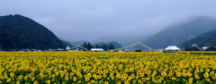 ひまわりのある風景１