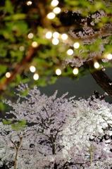 花の道④