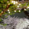 花の道④
