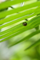シュロの葉陰で雨を待つ