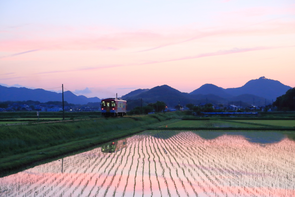 夕暮れのフラワ
