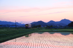 夕暮れのフラワ