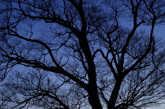 冬、静かに朝日を待つ楠