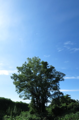 秋空に、らしくなかった今年の夏を想う１