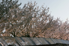 川面（かわも）のさくら