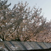 川面（かわも）のさくら