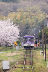 さくらの駅で