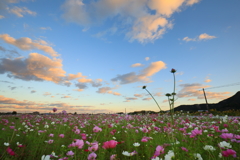 夕刻のコスモス