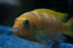 家の熱帯魚シリーズ２