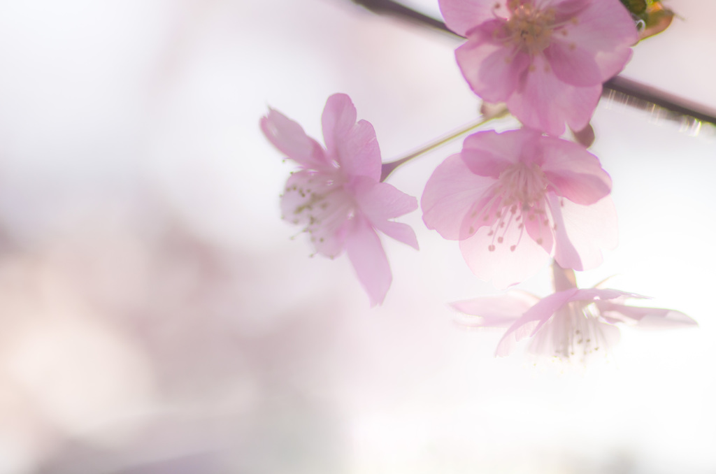 河津桜