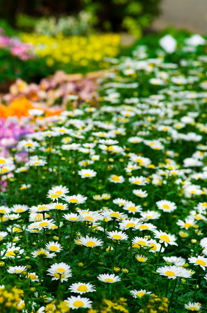 Road of Flowers