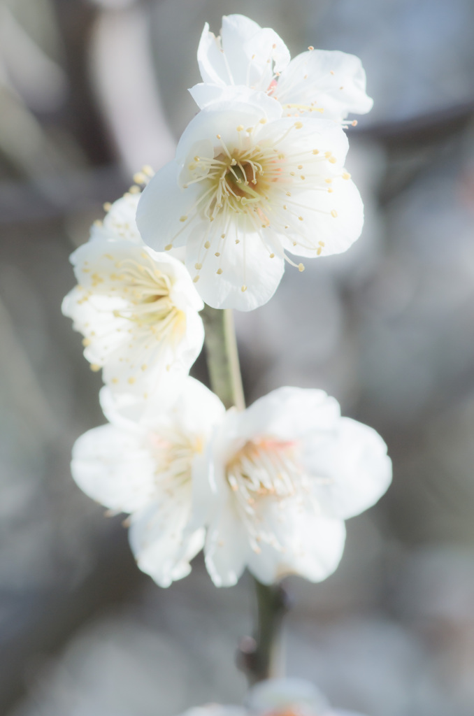 まつだ桜まつり