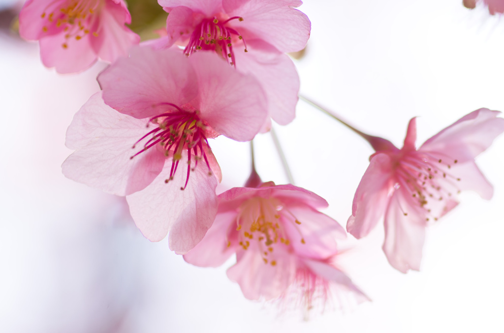 まつだ桜まつり