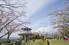 秦野 弘法山　桜2