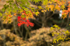 紅葉