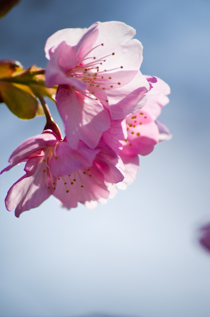 河津桜